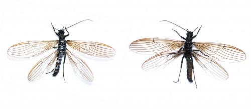 Leuctra sp.